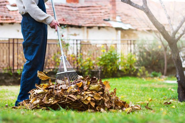Yard Cleanup and Maintenance