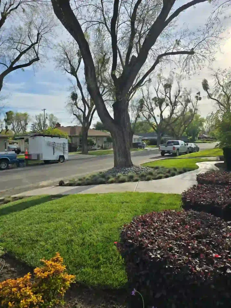 wolfpack provides best landscaping in modesto